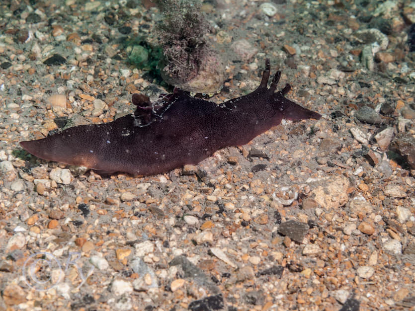 Aplysia punctata -- sea hare