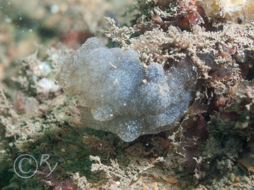 Phallusia mammillata -- Neptune's heart sea squirt