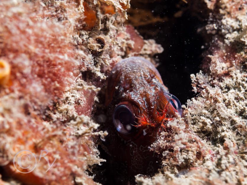 Parablennius gattorugine -- tompot blenny