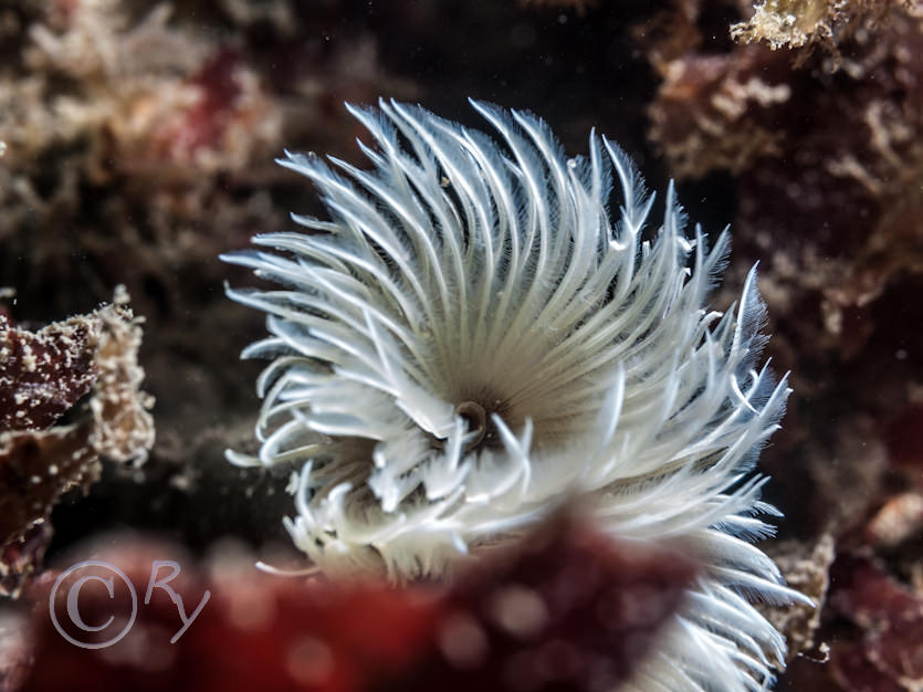 Bispira volutacornis -- double spiral worm