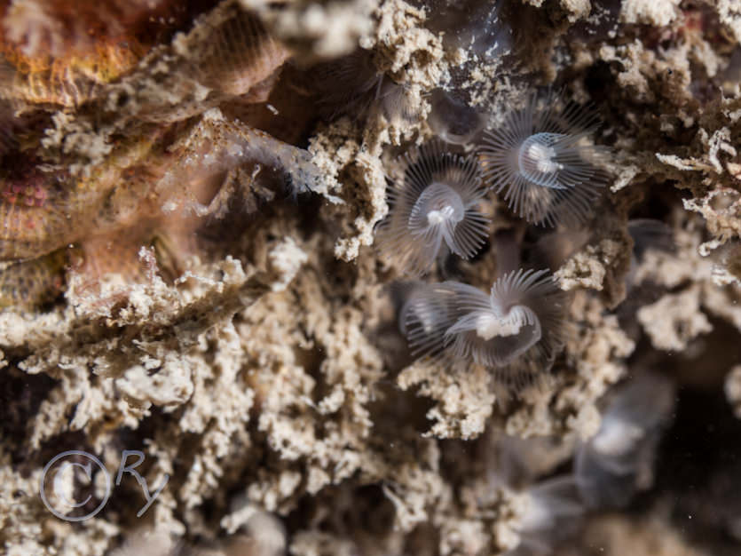 Phoronis hippocrepia -- horseshoe worm