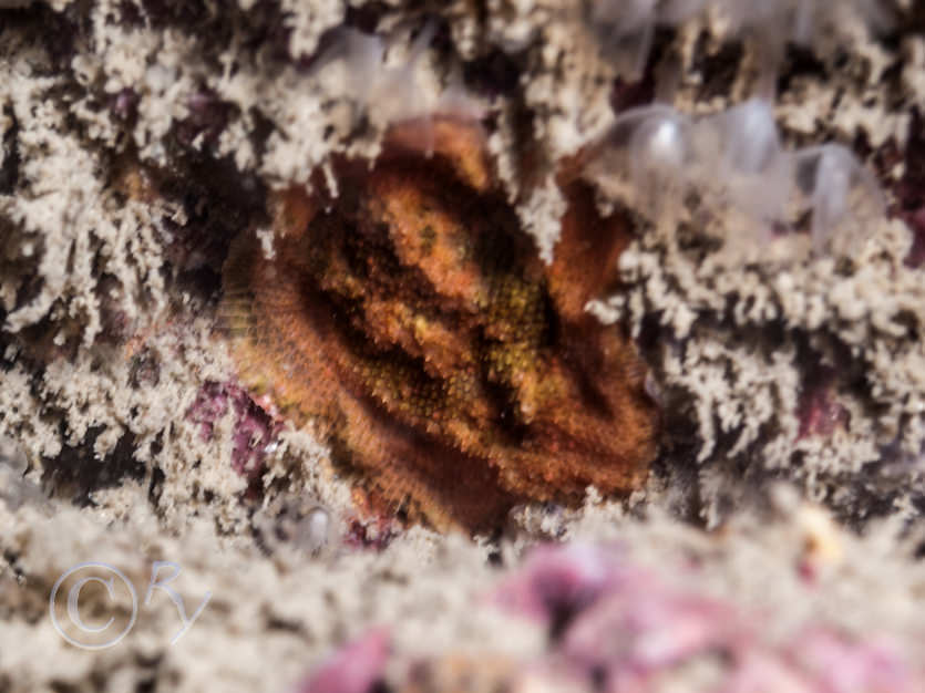 Bryozoa indet crusts -- encrusting broyzoans not identified to species