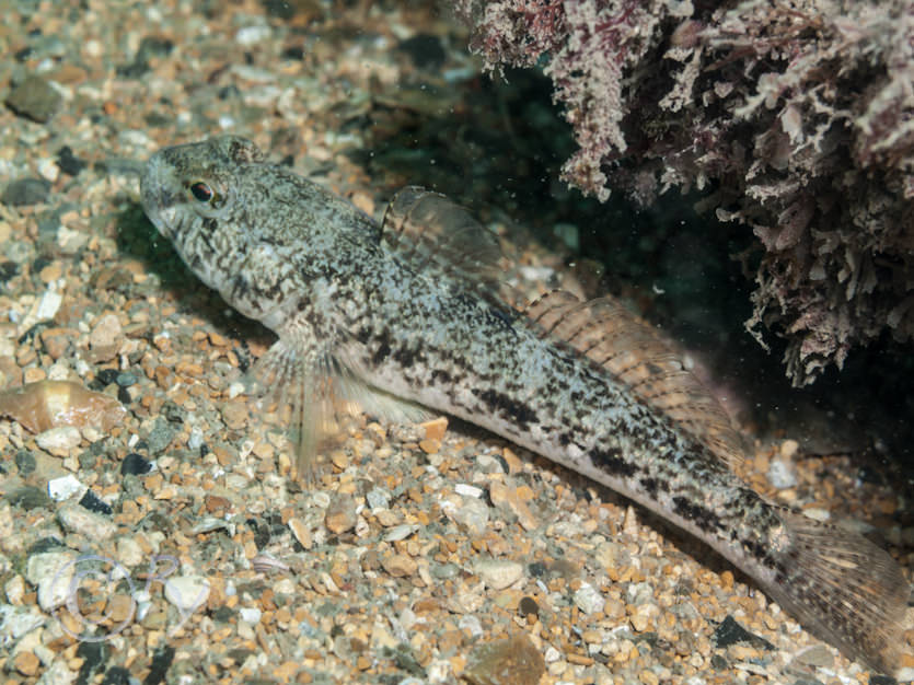 Gobius niger -- black goby