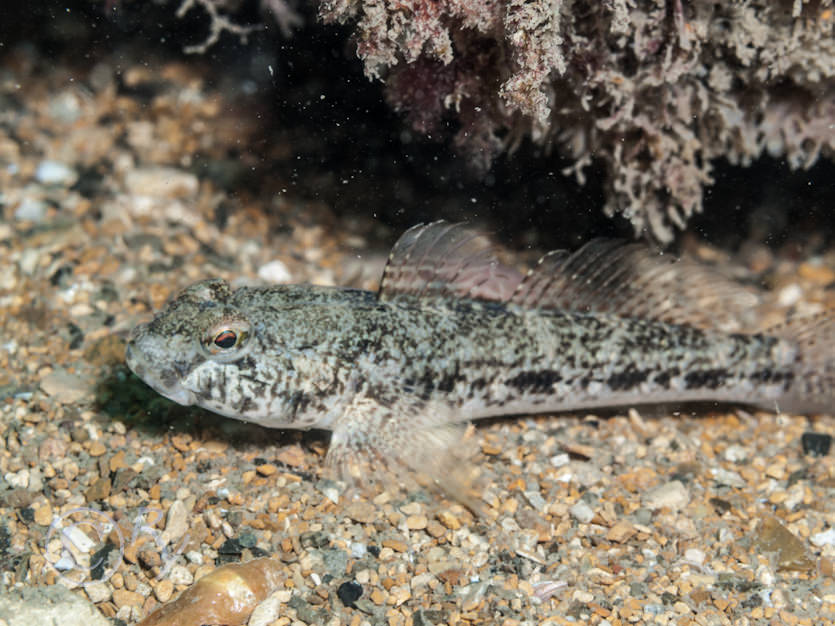 Gobius niger -- black goby