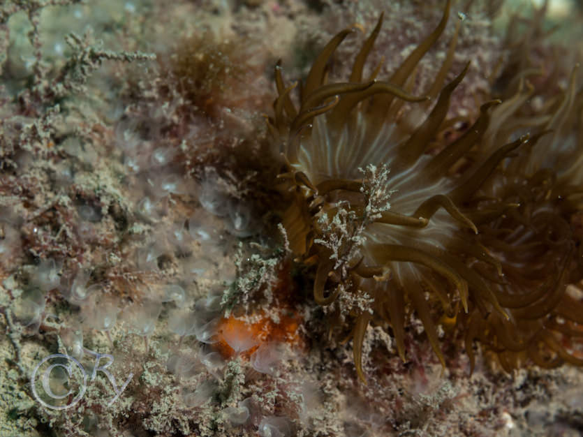 Aiptasia mutabilis -- trumpet anemone, Phoronis hippocrepia -- horseshoe worm