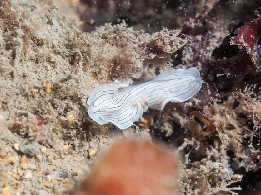 Prostheceraeus vittatus -- candy striped flat worm