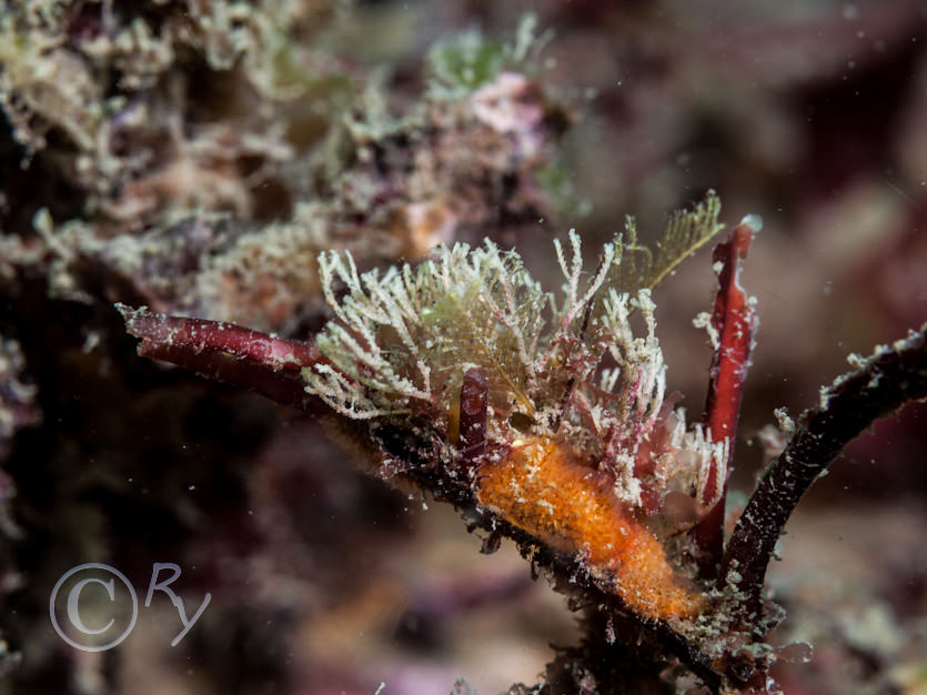 Aglaophenia pluma, Bryozoa indet crusts -- encrusting broyzoans not identified to species, Crisia spp. -- white claw sea moss  crispy threads