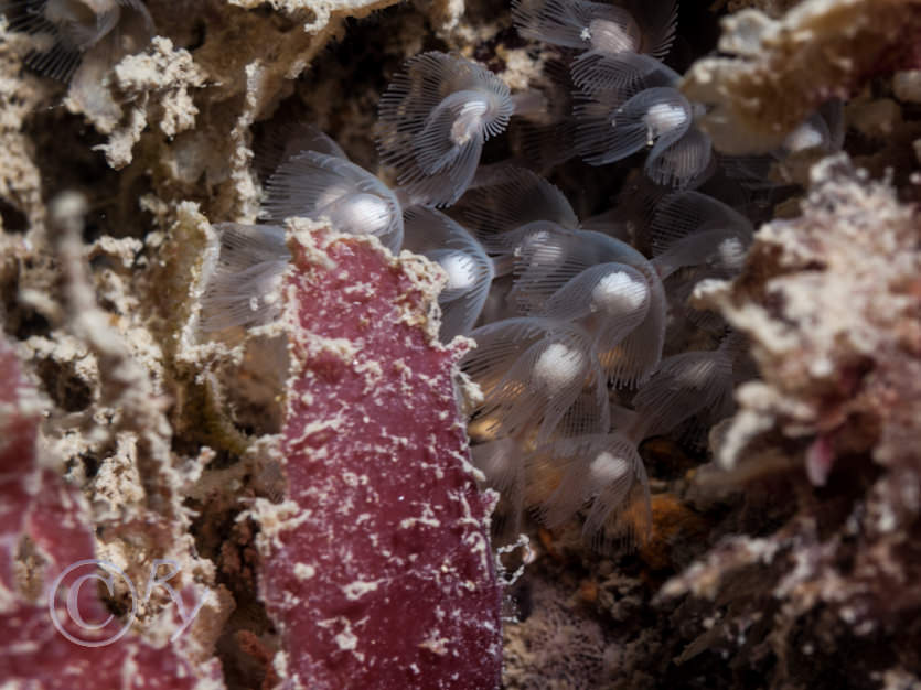 Phoronis hippocrepia -- horseshoe worm