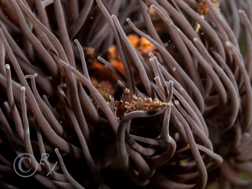 Anemonia viridis -- snakelocks anemone, Inachus phalangium -- Leach's spider crab